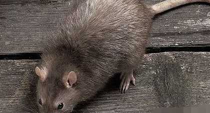 風(fēng)油精如何驅(qū)趕老鼠,老鼠聞到風(fēng)油精味多久能跑貓頭鷹捕鼠圖1