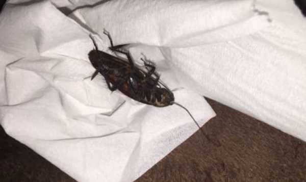 蟑螂能扔馬桶里沖走嘛,蟑螂沖進(jìn)馬桶里還會(huì)回來嗎圖1