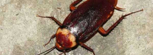 蟑螂沖到下水道會越來越多,蟑螂沖進馬桶會繁衍嗎圖1