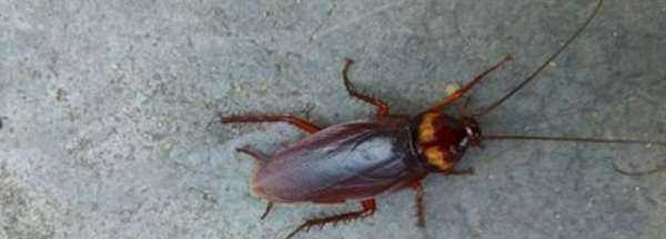 蟑螂沖到下水道會越來越多,蟑螂沖進馬桶會繁衍嗎圖4