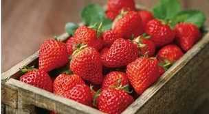 草莓紅了后多久才能吃,草莓變紅了之后有一點點發(fā)黃是什么事情圖4