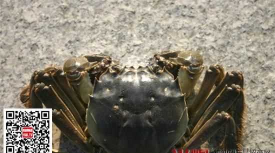 花蟹離開水能活多久