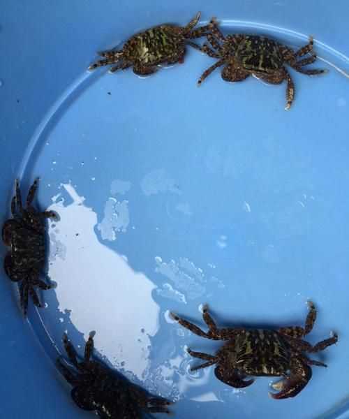 相手蟹離開水能活多久