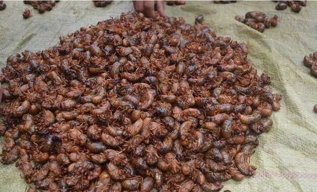 哺乳期能吃爬蚱嗎,寶寶五個月哺乳期寶媽可以吃螞蚱吧 - 百度寶寶知道