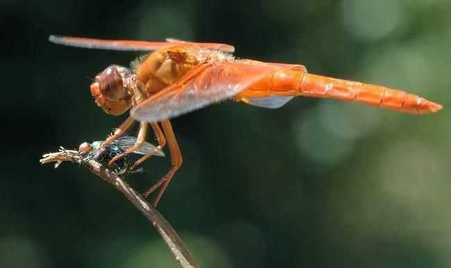 蜻蜓有毒嗎