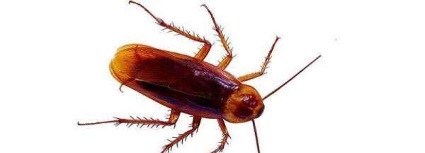 蟑螂為什么會飛,蟑螂為什么會飛圖1