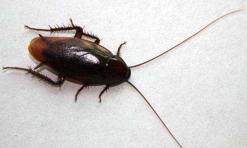 蟑螂為什么會飛,蟑螂為什么會飛圖2