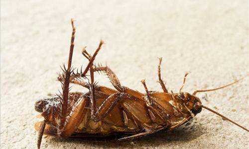 蟑螂為什么會飛,蟑螂為什么會飛圖3