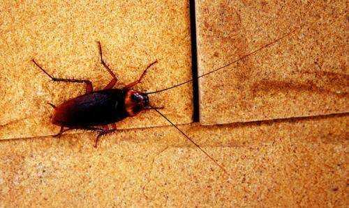 蟑螂為什么會飛,蟑螂為什么會飛圖4