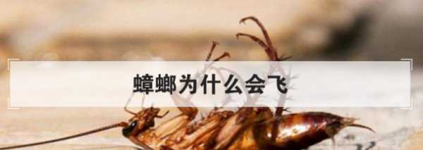蟑螂為什么會飛,蟑螂為什么會飛圖6