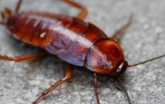 蟑螂為什么會飛,蟑螂為什么會飛圖7