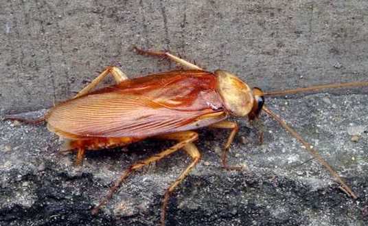 蟑螂為什么會飛,蟑螂為什么會飛圖8