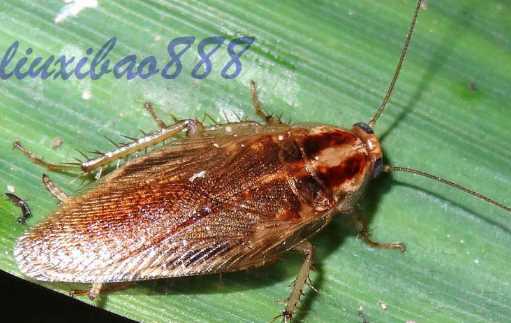 蟑螂為什么會飛,蟑螂為什么會飛圖9