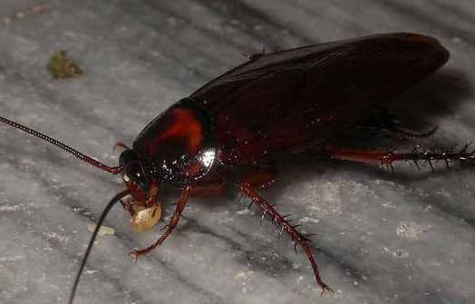 蟑螂為什么會飛,蟑螂為什么會飛圖10