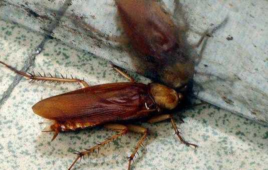 蟑螂為什么會飛,蟑螂為什么會飛圖11