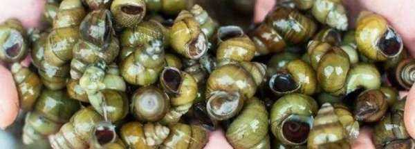 螺絲吃哪個(gè)部位,螺絲哪里能吃哪里不能吃圖圖2