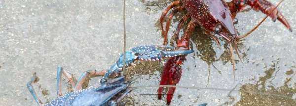 下雨天龍蝦會出來,下雨天龍蝦會出來嗎圖3