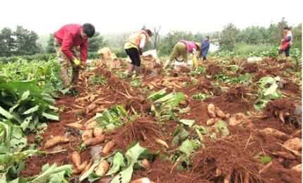 雪蓮果皮可以吃嗎，雪蓮果干上的白色粉末是什么東西？圖4
