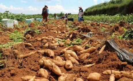 雪蓮果皮可以吃嗎，雪蓮果干上的白色粉末是什么東西？圖5