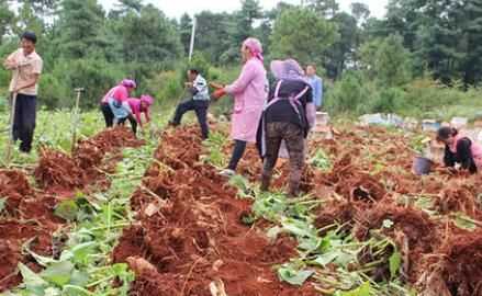 雪蓮果皮可以吃嗎，雪蓮果干上的白色粉末是什么東西？圖6