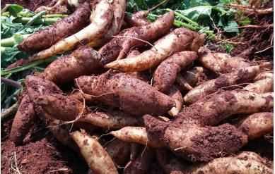 雪蓮果皮可以吃嗎，雪蓮果干上的白色粉末是什么東西？圖7