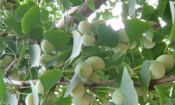 白果是什么樣的,白果是什么樣子圖2