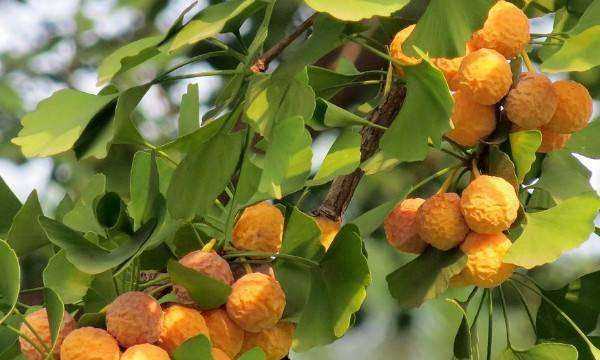 白果是什么樣的,白果是什么樣子圖3