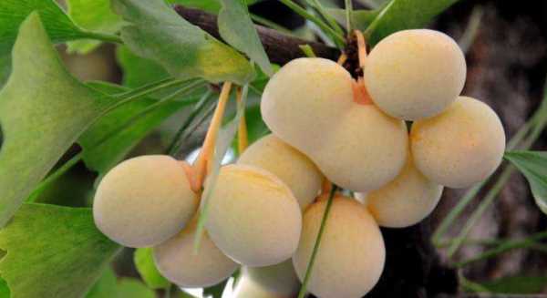 白果是什么樣的,白果是什么樣子圖6