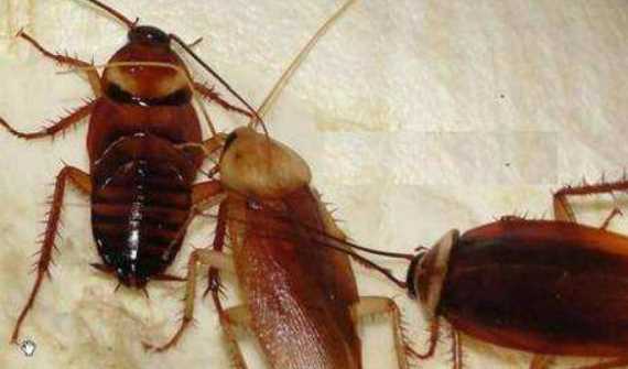 家里有蟑螂怎么處理,家里有蟑螂怎樣除圖3