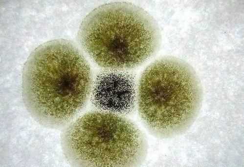 橘子上的霉斑屬于生物，判斷的依據(jù)是什么