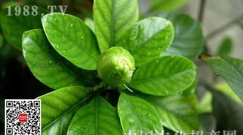 殺螨靈是什么農(nóng)藥