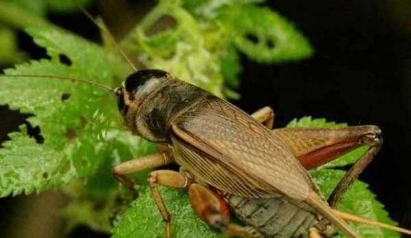 大蟑螂和小蟑螂的區(qū)別，水蟑螂和蟑螂的區(qū)別？圖2