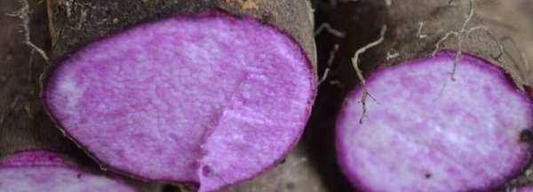 山藥發(fā)紫是怎么回事,發(fā)紫的山藥還能吃嗎圖2