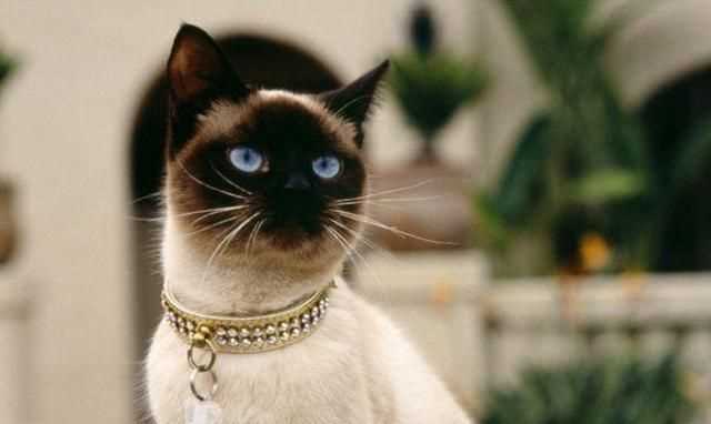 暹羅國是現(xiàn)在的哪里