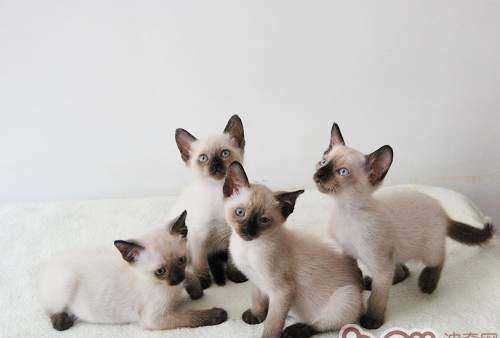 暹羅是哪個國家,暹羅國是現(xiàn)在的哪里圖4