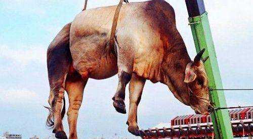 牛胸口是哪個部位,牛胸是哪個部位的肉圖1