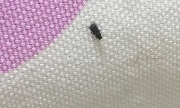 床墊子生小黑蟲怎么消除,床墊下面有黑色蠕動(dòng)的小蟲子怎么辦圖3