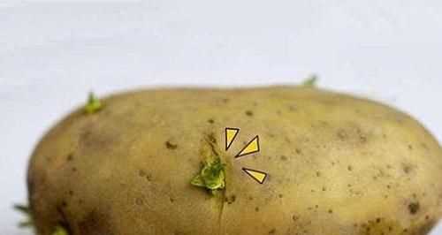 土豆紅燒肉發(fā)苦的原因