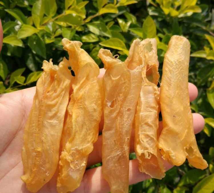 魚膠是什么魚的魚鰾