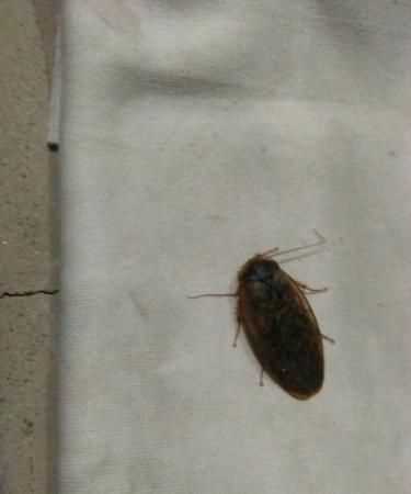 冬天蟑螂還到處活動(dòng)嗎