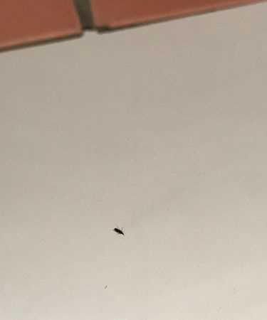 家里到處都有米蟲怎么辦