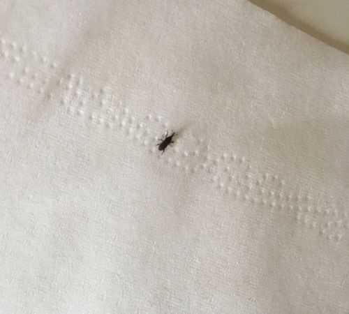 米蟲爬得家里到處都是怎么辦