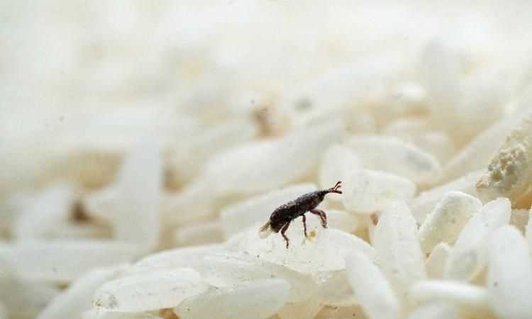 家里有米蟲到處爬怎么根除?