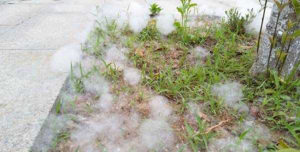 楊絮怎么處理,楊樹(shù)上飛舞的楊絮是什么圖1