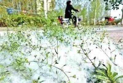 楊絮怎么處理,楊樹(shù)上飛舞的楊絮是什么圖3