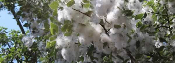 楊絮怎么處理,楊樹(shù)上飛舞的楊絮是什么圖7