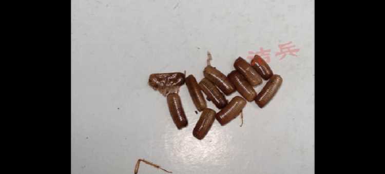 蟑螂喜歡干凈的地方還是臟的地方