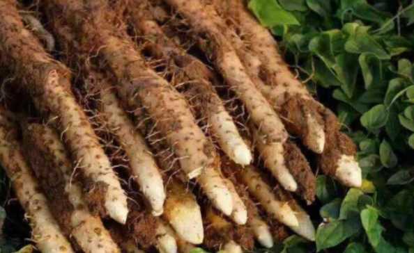 白嘴山藥和鐵棍哪個(gè)營(yíng)養(yǎng)高,小白嘴山藥和鐵棍山藥區(qū)別哪個(gè)更適合做月餅圖1