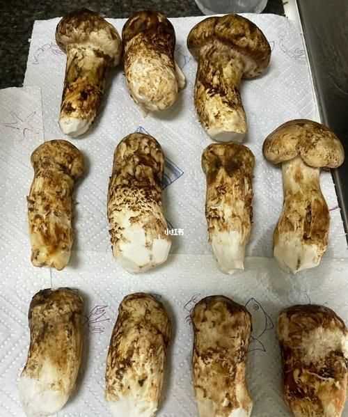松茸怎樣儲存營養(yǎng)不破壞