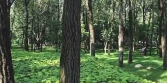 怎么辨別方向東南西北，現(xiàn)實生活中怎樣辨別方向？確定東南西北！請舉例詳細(xì)說明？圖6